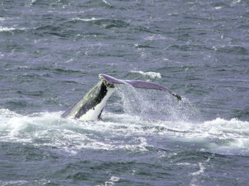 WhaleTail1.1.jpg