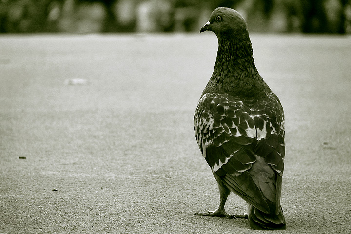 Observation