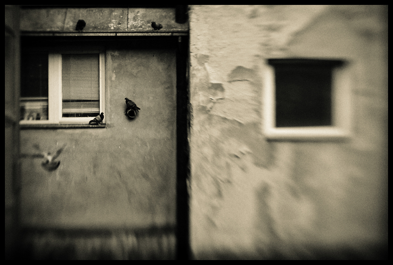 Composition with Five Pigeons and Two Windows