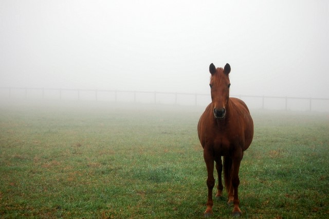 Horse Stare
