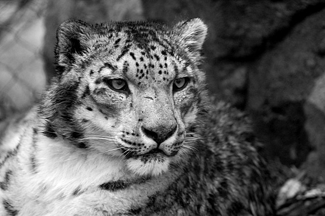 Snow Leopard