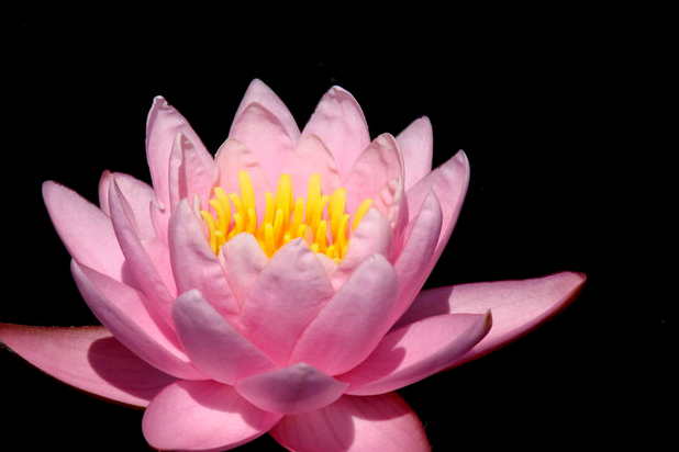 Pink-Lily for icu1965