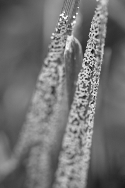 IMG_0648
