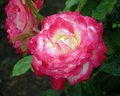 Rose for a Rose
