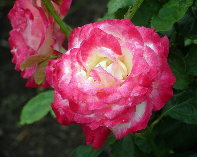 Rose for a Rose
