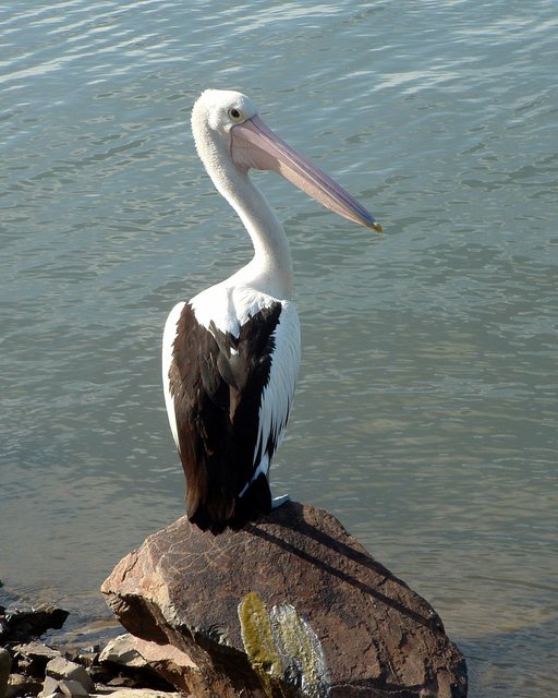 Pellican on Rock