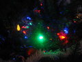 Pine Tree Dreams