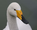 Swan