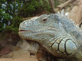 Reptile