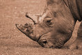 Rhino