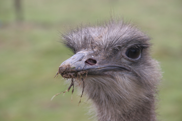 Ostrich