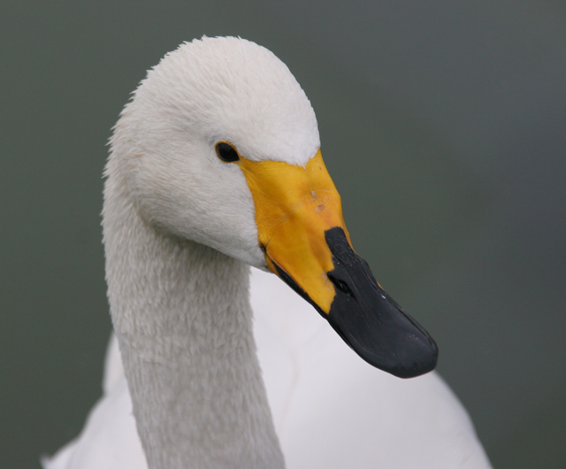 Swan