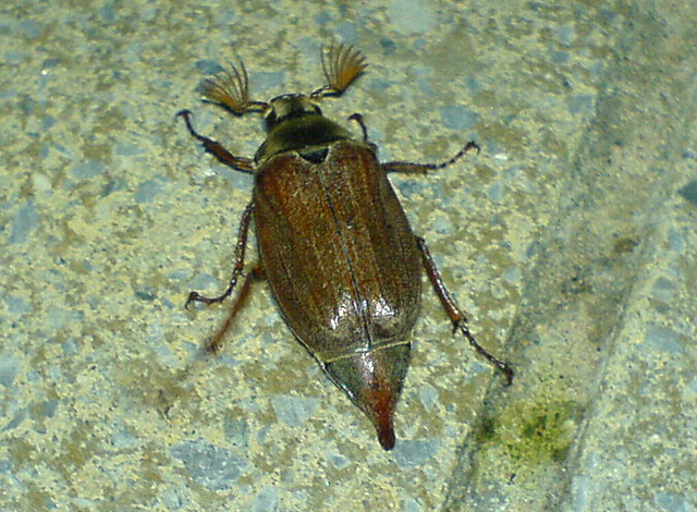Beetle.jpg
