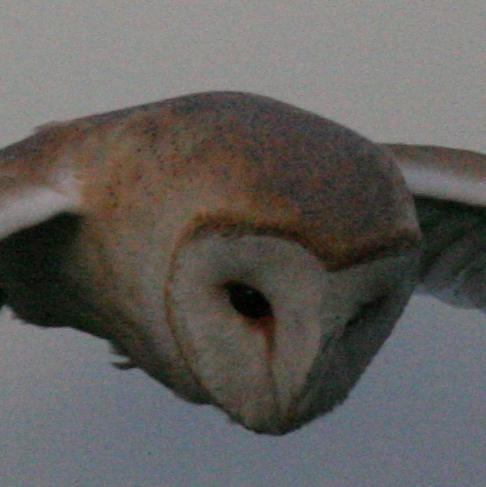OwlCrop.jpg