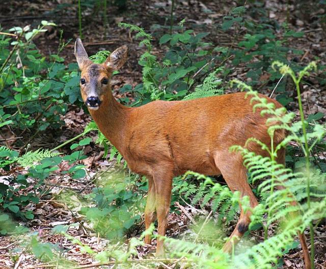 Doe