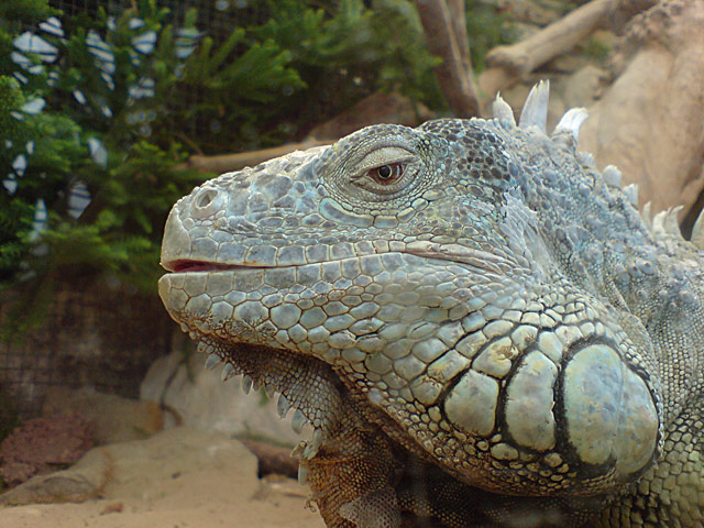 Reptile