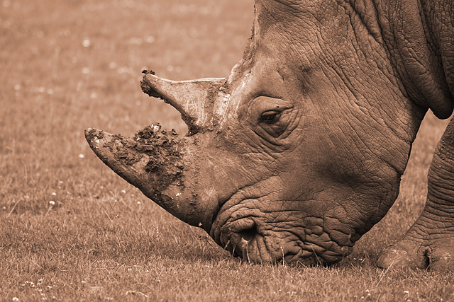 Rhino