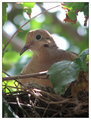 Sitting on the Nest Egg