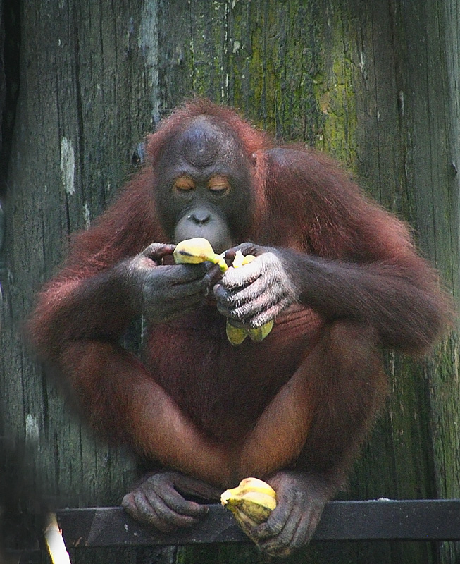 banana-eater.jpg