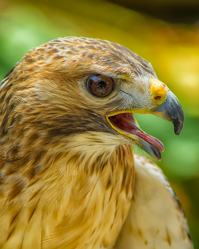 Red-Tail-Hawk_IGP5126-Edit