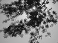 Day 09 Leaves
