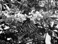 Day 24 Butterfly