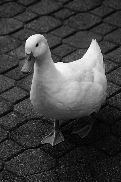 Day 14 Quack Quack