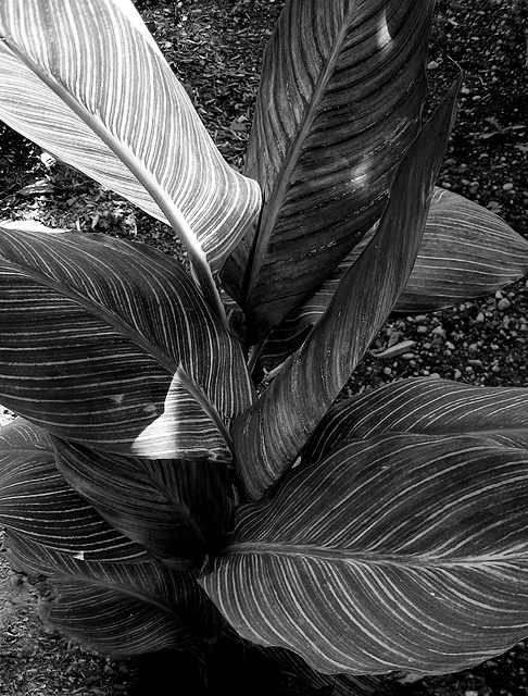 Day 16 Plant