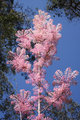 Japanese Cedar