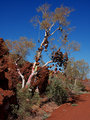 The Boot Tree