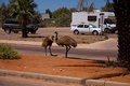 Emus in Exmouth