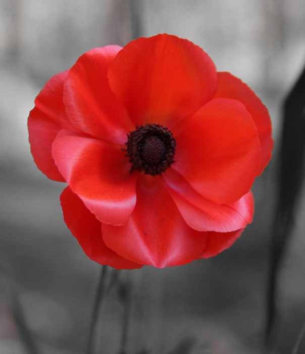 flanders fields poppies