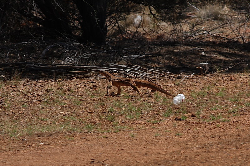 Goanna