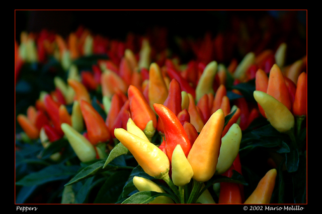 Peppers