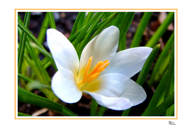 Crocus1