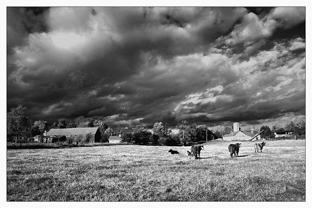Cows in Black and White