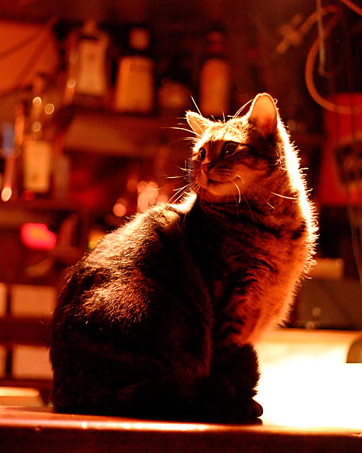 Bar Cat