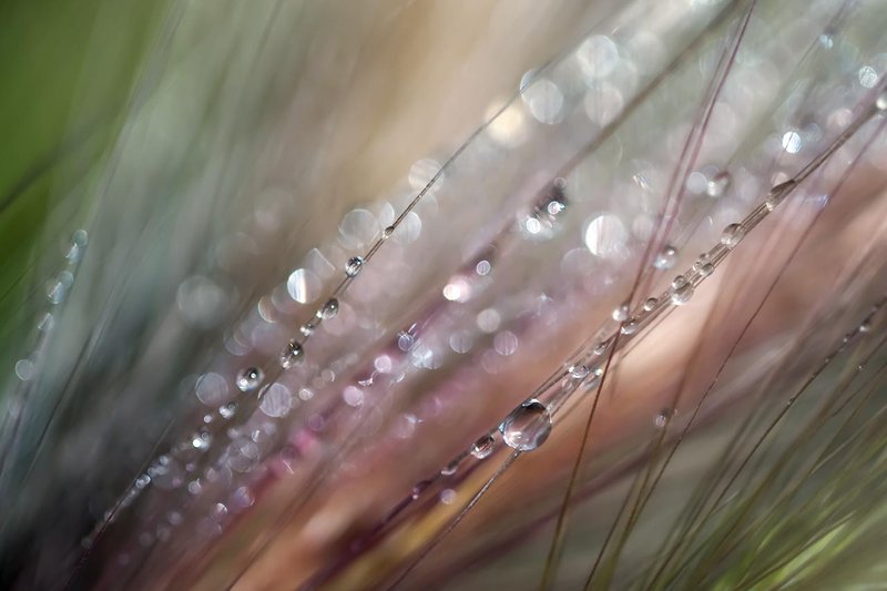 Dew