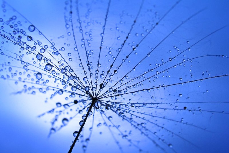 Umbrella