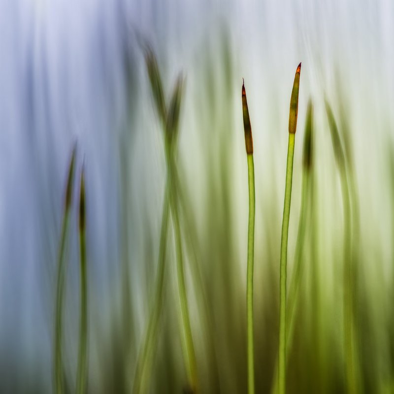 Moss