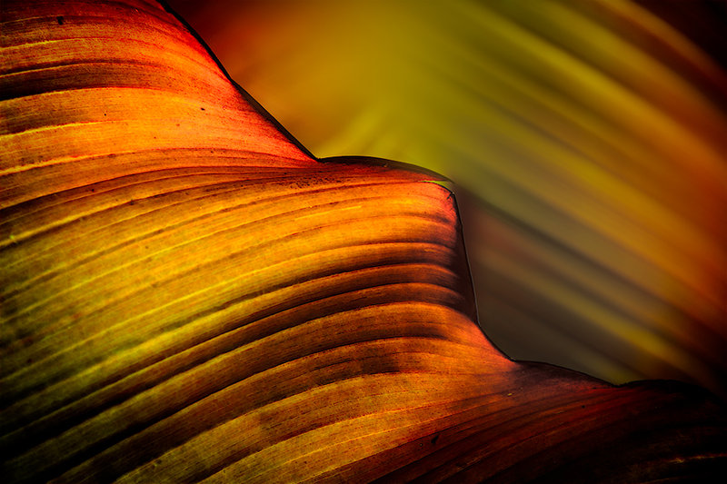 Leaf