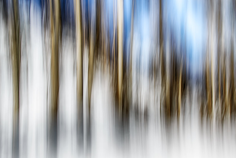 05 - Birches In WInter