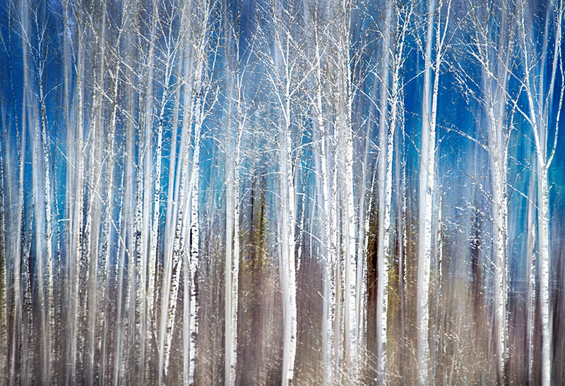 11 - Birches in Spring