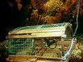 Start of the Lobster Season