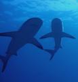 Sharks!!!!