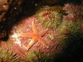 Bright Star