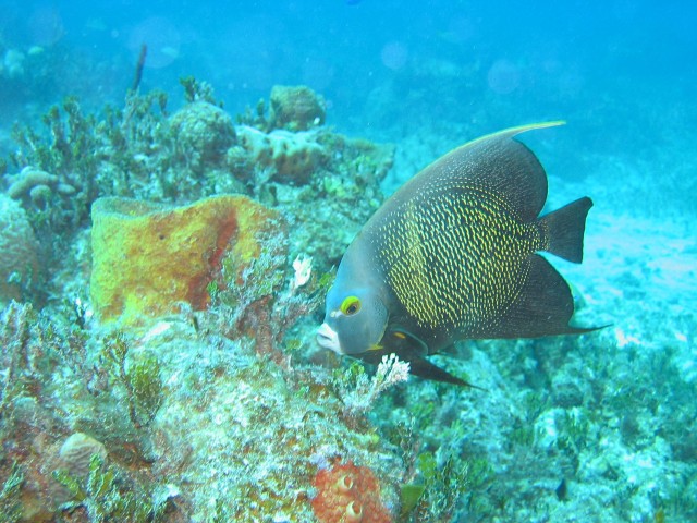 Queen Angelfish