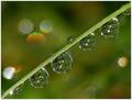 Jewels of the morning