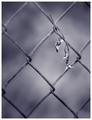 On both sides of the fence