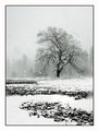 Tree in winter storm